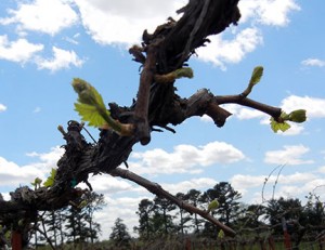 Chardonel E-L Stage 4-9 budburst to 2 to 3 leaves separated
