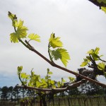 Chardonel E-L Stage 7-11 first leaf to 4 leaves separated