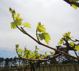Chardonel E-L Stage 7-11 first leaf to 4 leaves separated