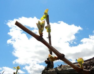 F Cayuga White E-L Stage 4-9 budburst to 2 to 3 leaves separated
