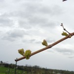 MVEC Valvin Muscat E-L Stage 5 budburst to first leaf separated from shoot tip