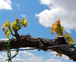 MVEC Valvin Muscat E-L Stage 7-9 first leaf separated to 2 to 3 leaves separated