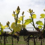 R Seyval Blanc E-L Stage 11-12 4 to 5 leaves separated