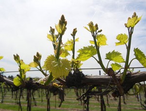 R Seyval Blanc E-L Stage 11-12 4 to 5 leaves separated