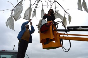 Walnuts are monoecious having separate male and female flowers. Surya and Bridgett are removing the male catkins and then putting a bag over the female flowers to protect them from uncontrolled pollination.
