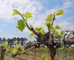 F Vignoles E-L Stage 9 2 to 3 leaves separated; shoots 1-2 inches long