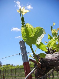 F Vignoles E-L Stage 11-13 4-6 leaves separated