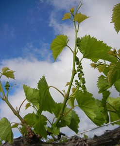 F Vignoles E-L Stage 15 8 leaves separated, shoot elongating rapidly; single flowers in compact groups.