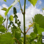 F Vignoles E-L Stage 15 8 leaves separated, shoot elongating rapidly; single flowers in compact groups.