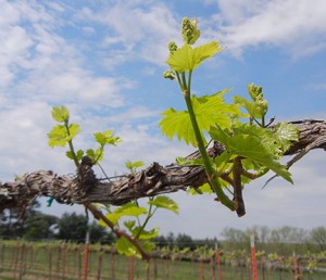 Chardonel E-L Stage 11-12 4 – 5 leaves separated