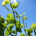 Chardonel E-L Stage 13-15 6 – 8 leaves separated; shoots elongating rapidly, single flowers in compact groups.
