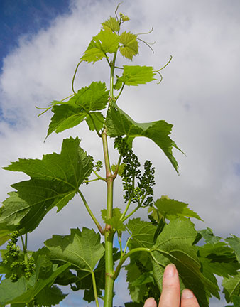Chardonel E-L Stage 16-17 10-12 leaves separated; inflorescence well developed, single flowers separated.