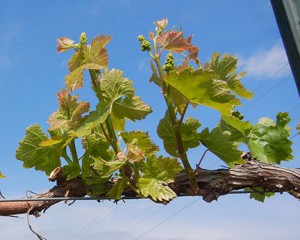 MVEC Valvin Muscat E-L Stage 11-13 4 to 6 leaves separated