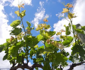 MVEC Valvin Muscat E-L Stage 15 8 leaves separated; shoots elongating rapidly, single flowers in compact groups.