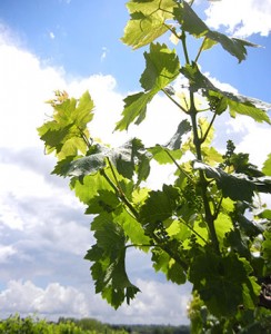 MVEC Valvin Muscat E-L Stage 15-16 8-10 leaves separated; shoots elongating rapidly, single flowers in compact groups.