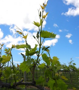MVEC Chambourcin E-L Stage 13-15 6 – 8 leaves separated; shoots elongating rapidly, single flowers in compact groups.