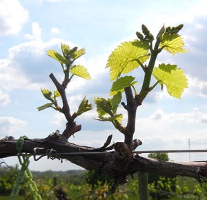 R Vidal Blanc E-L Stage 9-11 2 to 4 leaves separated