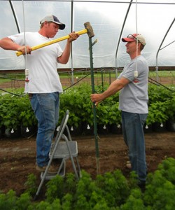After the veggies were out of the way, the raspberry trellis posts were hammered in. Dean (left) and Tom are pictured here.