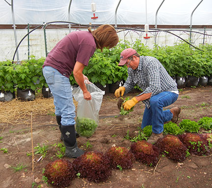 The second half of the lettuce crop was harvested Friday.