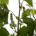 F Vignoles E-L Stage 23 17-20 leaves separated; 50% cap fall (=flowering).