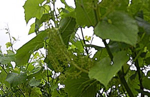 F Cayuga White E-L Stage 27 Setting; young berries enlarging, bunch at right angles to stem.