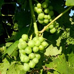 MVEC Valvin Muscat E-L Stage 33 Berries still hard and green.