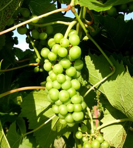 F Vignoles E-L Stage 33 Berries still hard and green.