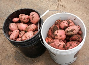 Here are the potatoes from the first row.