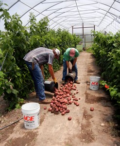 After harvest, the buckets are poured out over nursery cloth.