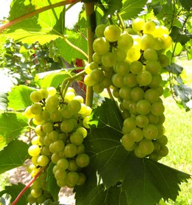 F Chardonel E-L Stage 36 Berries with intermediate sugar levels.