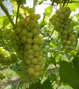 F Cayuga White E-L Stage 36 Berries with intermediate sugar levels.
