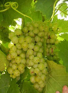 D Vidal Blanc E-L Stage 34 Berries begin to soften; sugar starts increasing.