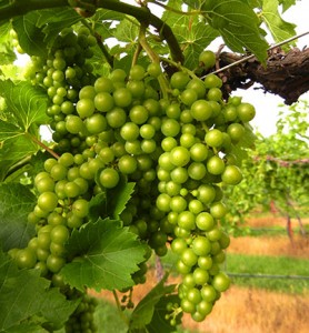 R Seyval Blanc E-L Stage 33 Berries still hard and green.