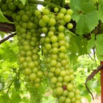 R Seyval Blanc E-L Stage 34 Berries begin to soften; sugars start increasing.