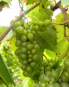 F Vignoles E-L Stage 35 Berries begin to color and enlarge.