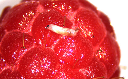 Larvae on raspberry fruit. Photo by Jennifer Morganthaler.