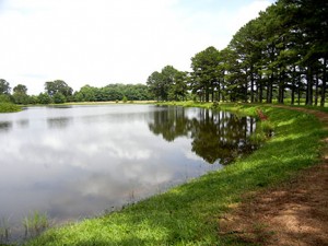 Here is the east side of Pine Pond.
