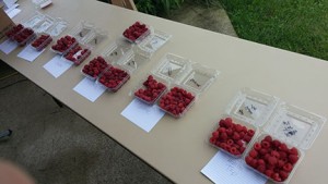 The group taste tested several raspberry cultivars from the high tunnel.