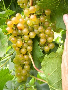 F Chardonel E-L Stage 36 Berries with intermediate sugar levels.