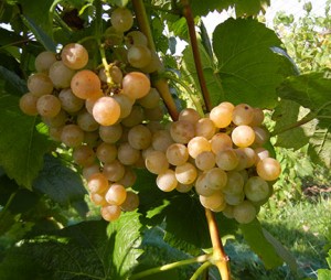 F Traminette E-L Stage 38 Berries harvest ripe.