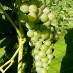 F Cayuga White E-L Stage 36 - 37 Berries with intermediate sugar levels to Berries not quite ripe.