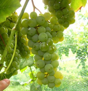 F Cayuga White E-L Stage 38 Berries harvest ripe.