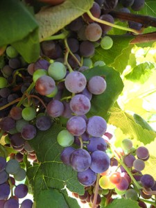 D Concord E-L Stage 36 Berries with intermediate sugar levels