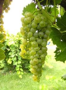 D Vidal Blanc E-L Stage 36 Berries with intermediate sugar levels.