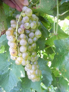D Vidal Blanc E-L Stage 38 Berries harvest ripe.