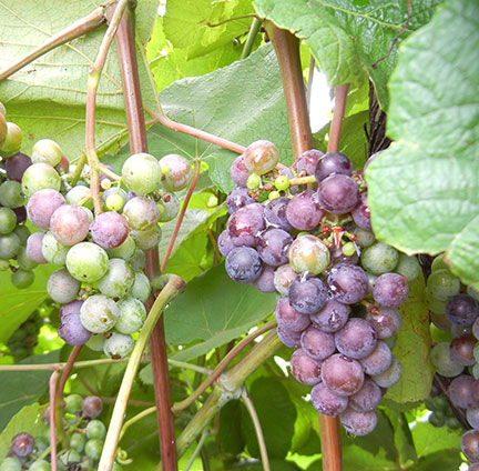 N Norton E-L Stage 35 Berries begin to color and enlarge.