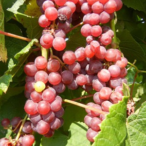 MVEC Delaware E-L Stage 38 Berries harvest ripe.