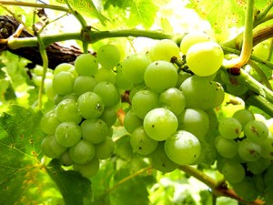 MVEC Valvin Muscat E-L Stage 36 Berries with intermediate sugar levels.