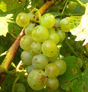 MVEC Valvin Muscat E-L 38 Berries harvest ripe.