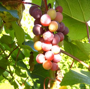 MVEC Sunbelt E-L Stage 35 Berries begin to color and enlarge.